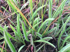 Plantago gaudichaudii