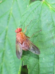 Ormia reinhardi