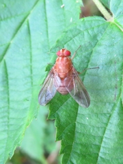 Ormia reinhardi
