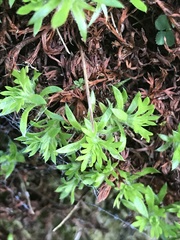 Saxifraga hypnoides
