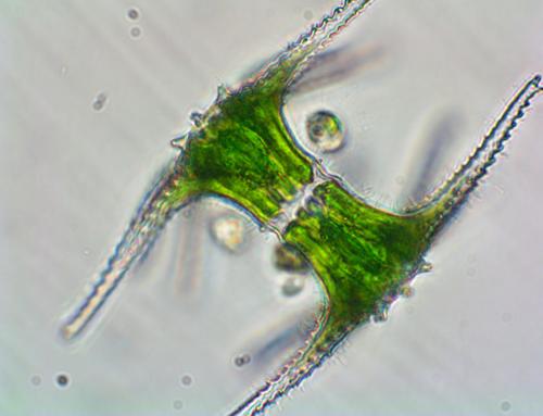 Staurastrum ophiura