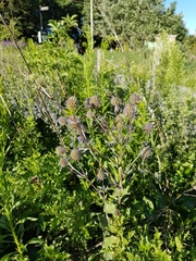 Eryngium planum