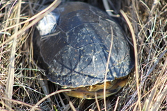 Emydoidea blandingii