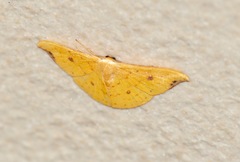 Tridrepana fulvata
