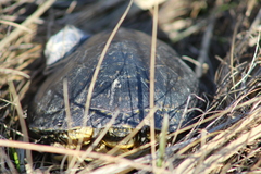 Emydoidea blandingii