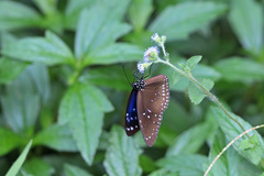 Euploea midamus