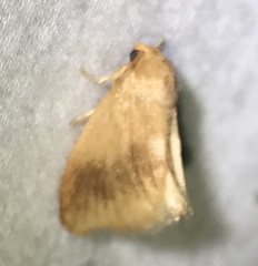 Tortricidia testacea