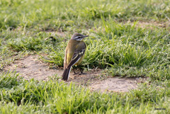 Motacilla flava beema