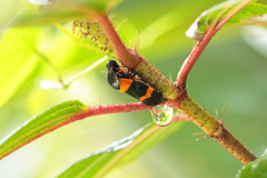 Cosmoscarta abdominalis