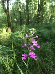 Platanthera peramoena