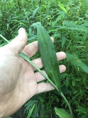 Platanthera peramoena