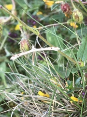 Stenoptilia millieridactyla