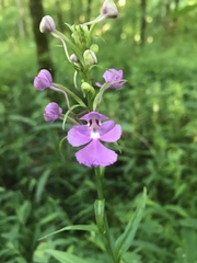 Platanthera peramoena