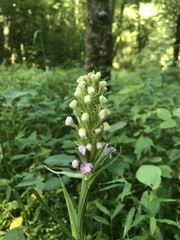 Platanthera peramoena