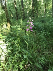 Platanthera peramoena