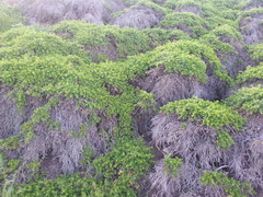 Baccharis pilularis pilularis