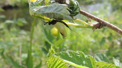 Leptophlebia