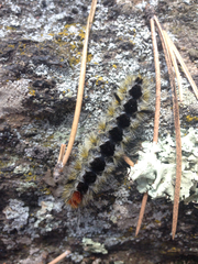 Lophocampa ingens