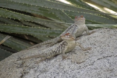 Sceloporus bimaculosus