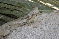 Sceloporus bimaculosus