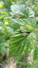 Leptophlebia