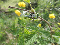 Leptophlebia