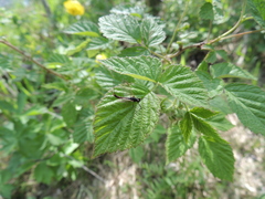 Leptophlebia