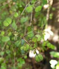 Coprosma spathulata
