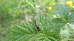 Leptophlebia