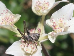 Oligodectoides tindalei