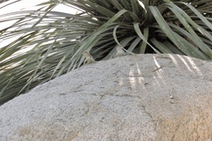 Sceloporus bimaculosus