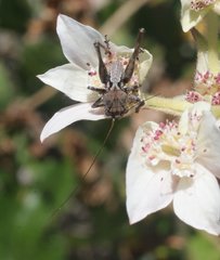 Oligodectoides tindalei