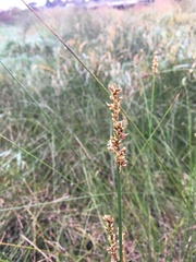 Carex tereticaulis