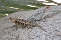 Sceloporus bimaculosus