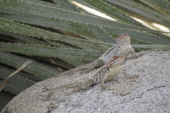 Sceloporus bimaculosus
