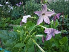 Nicotiana × sanderi