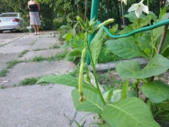 Nicotiana × sanderi