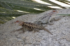 Sceloporus bimaculosus