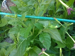 Nicotiana × sanderi