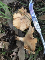 Clitocybe australiana