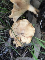 Clitocybe australiana