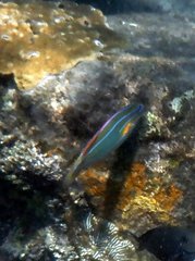 Stethojulis trilineata