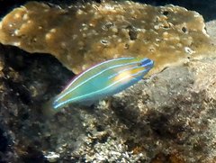 Stethojulis trilineata