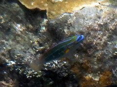 Stethojulis trilineata