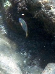 Stethojulis trilineata