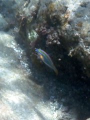 Stethojulis trilineata