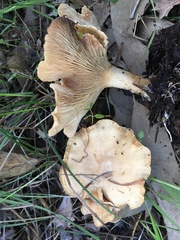 Clitocybe australiana