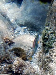 Stethojulis trilineata