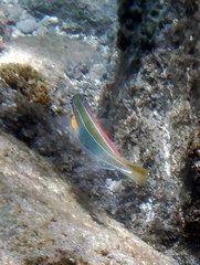 Stethojulis trilineata