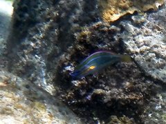 Stethojulis trilineata